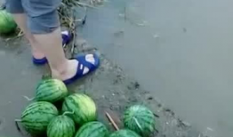 anna水里吃瓜,一场别开生面的夏日盛宴