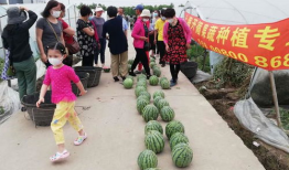 夏天吃瓜比赛视频,激战正酣，瓜果飘香！